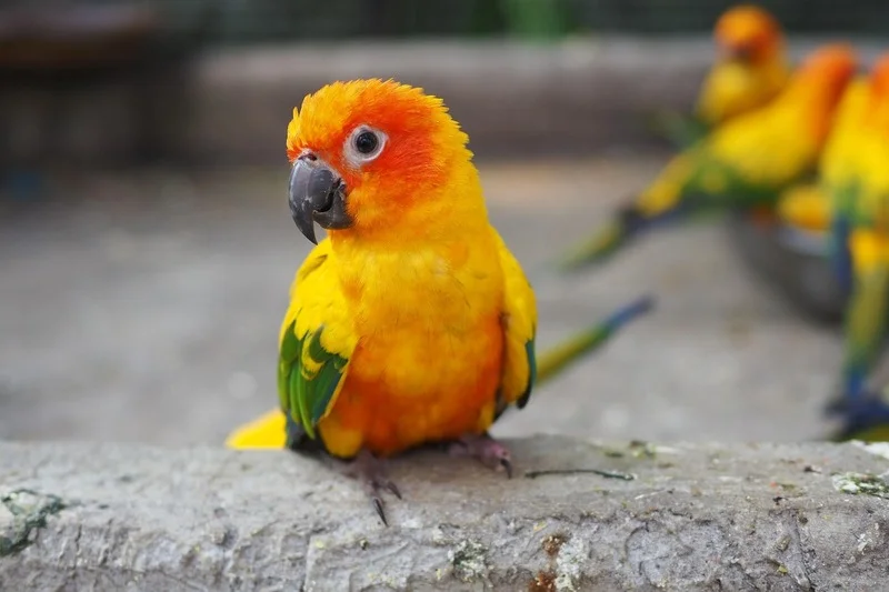 Попугай Аратинга 10